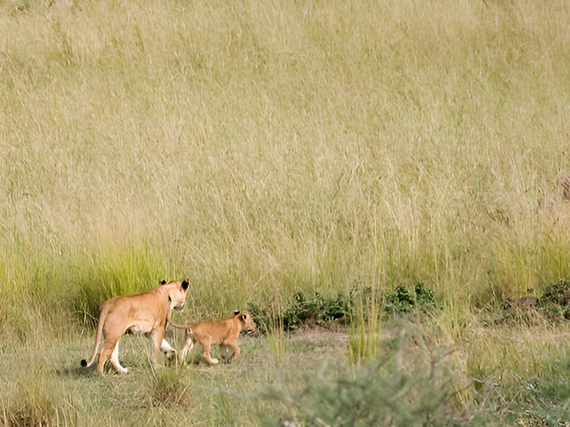 3 days wilderness safari 6 cover