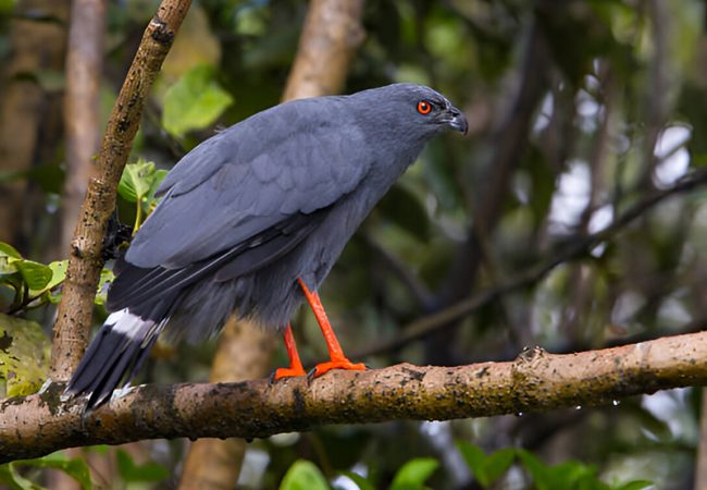 bird