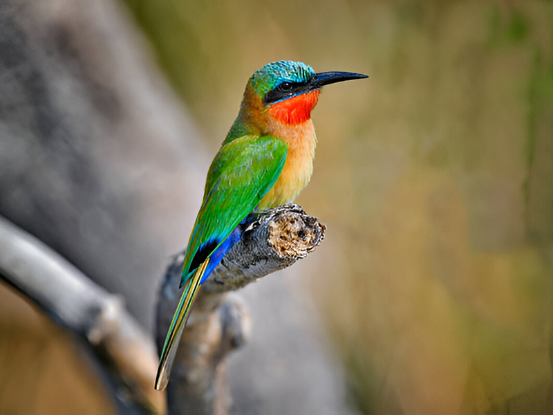 birding cover