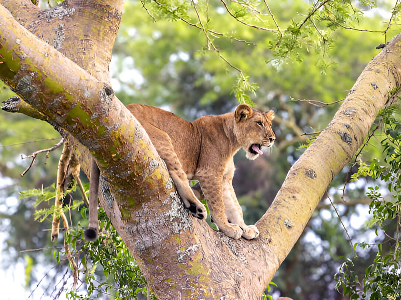 juvenile lion cover